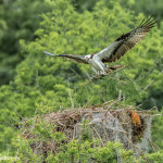 3398 Osprey (Pandion haliaetus), Florida