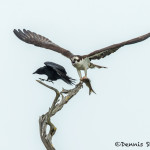 3399 Osprey (Pandion haliaetus), Florida