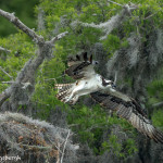3401 Osprey (Pandion haliaetus), Florida