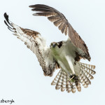 3404 Osprey (Pandion haliaetus), Florida