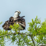 3407 Osprey (Pandion haliaetus), Florida