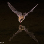 3413 Myotis Bat, Southern Arizona