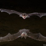 3414 Pallid Bat, Southern Arizona