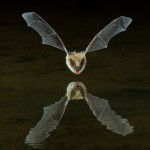 3415 Myotis Bat, Southern Arizona