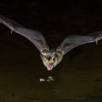 3417 Pallid Bat, Southern Arizona