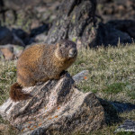 3454 Yellow-bellied Marmot (Marmota flaviventris), RMNP, Colorado