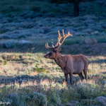 3455 North American Elk (Cervus canadensis), RMNP, Colorado