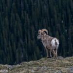 3458 Bighorn Sheep (Ovis canadensis), RMNP, Colorado
