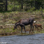 3462 Cow Moose and Calf, RMNP, Colorado