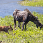 3465 Cow Moose with Calf, RMNP, Colorado