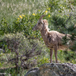 3467 Bighorn Ewe (Ovis canadensis), RMNP, Colorado