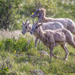 3468 Bighorn Ewes (Ovis canadensis), RMNP, Colorado