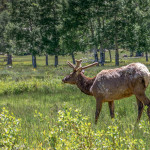 3469 North American Elk (Cervus canadensis), RMNP, Colorado