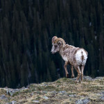 3471 Bighorn Sheep (Ovis canadensis), RMNP, Colorado