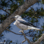 3473 Clark's Nutcracker (Nucifraga columbiana), RMNP, Colorado