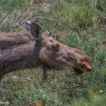 3478 Cow Moose, RMNP, Colorado