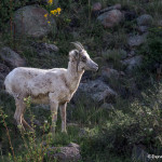 3480 Bighorn Ewe (Ovis canadensis), RMNP, Colorado