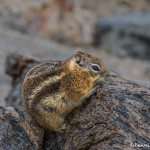 3483 Golden-mantled Ground Squirrel (Callospermophilus lateralis), RMNP, Colorado