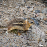 3484 Golden-mantled Ground Squirrel (Callospermophilus lateralis), RMNP, Colorado