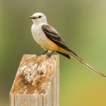 3487 Scissor-tailed Flycatcher (Tyrannus forficatus), Hagerman NWR, Texas