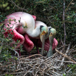 3491 Roseate Spoonbills Nesting, High Island Rookery, Texas