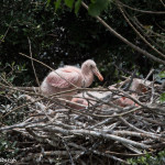 3498 Roseate Spoonbill Chicks, High Island Rookery, Texas