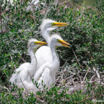 3500 Great Egret Chicks, High Island Rookery, Texas