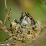 3516 Newborn Black-chinned Hummingbird (Archilovhus alexandri), Sonoran Desert, Arizona