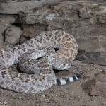3521 Western Diamondback Rattlesnake (Crotalus atrox). Sonoran Desert, Arizona