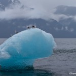 3523 Glaucous Gulls, Iceberg, Endicott Arm, Alaska