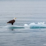 3526 Bald Eagle, Endicott Arm, Alaska