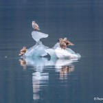 3528 Glaucous Gulls, Endicott Arm, Alaska