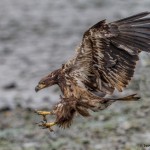 3532 Immature Bald Eagle, Alaska