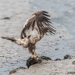 3535 Immature Bald Eagle, Alaska