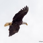 3536 Bald Eagle, Alaska