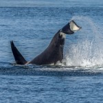 3547 Killer Whale (Orcinus orca), Alaska