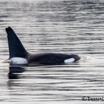 3550 Killer Whale (Orcinus orca), Alaska