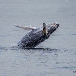 3552 Breaching Humpback Whale, Alaska