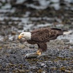 3554 Bald Eagle, Alaska