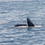 3556 Humpback Whale, Alaska
