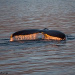 3559 Humpback Whale, Alaska