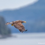 3564 Immature Bald Eagle, Endicott Arm, Alaska