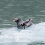 3565 Harbor Seals, Endicott Arm, Alaska