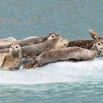 3566 Harbor Seals, Endicott Arm, Alaska