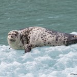 3568 Harbor Seal, Endicott Arm, Alaska