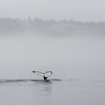 3578 Foggy Whalescape, Alaska