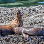 3592 Steller Sea Lions, Brothers Islands, Alaska