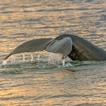 3594 Diving Humpback Whale, Frederick Sound, Alaska