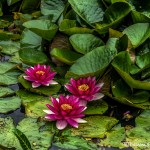 3608 Water Lillies, Choshi Gardens, Mingus Park, Coos Bay, Oregon