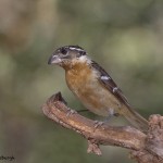 3631 Black-headed Grosbeak (Pheucticus melanocephalus), Sonoran Desert, Arizona